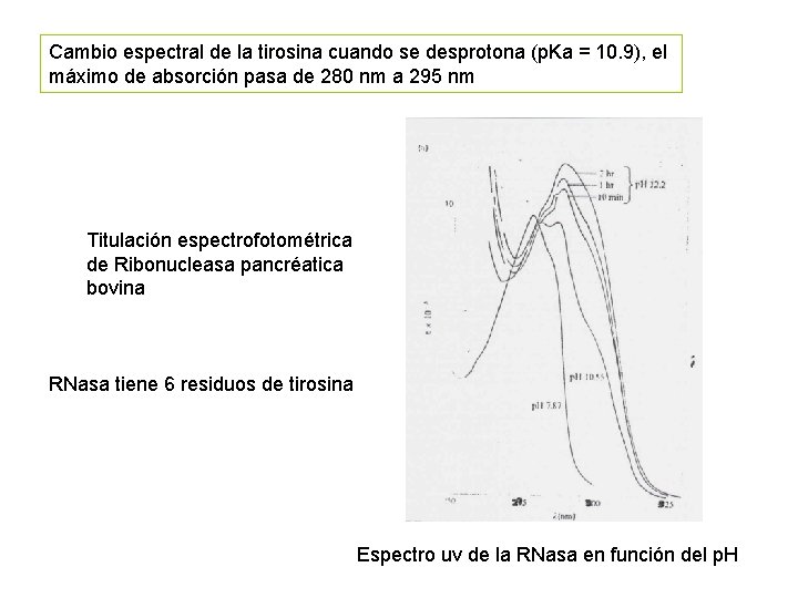 Cambio espectral de la tirosina cuando se desprotona (p. Ka = 10. 9), el