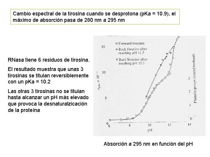 Cambio espectral de la tirosina cuando se desprotona (p. Ka = 10. 9), el