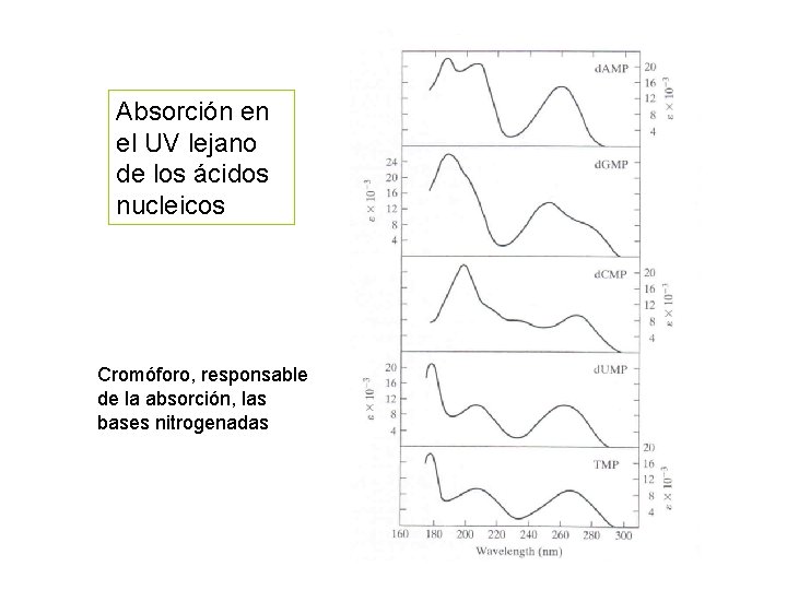 Absorción en el UV lejano de los ácidos nucleicos Cromóforo, responsable de la absorción,