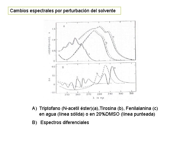 Cambios espectrales por perturbación del solvente A) Triptofano (N-acetil éster)(a), Tirosina (b), Fenilalanina (c)