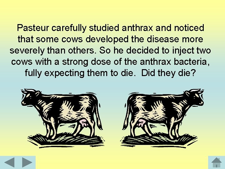 Pasteur carefully studied anthrax and noticed that some cows developed the disease more severely