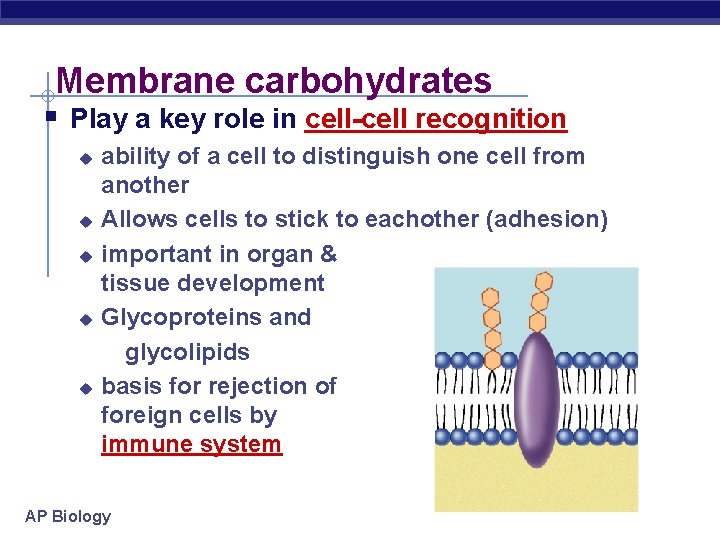 Membrane carbohydrates § Play a key role in cell-cell recognition u u u ability