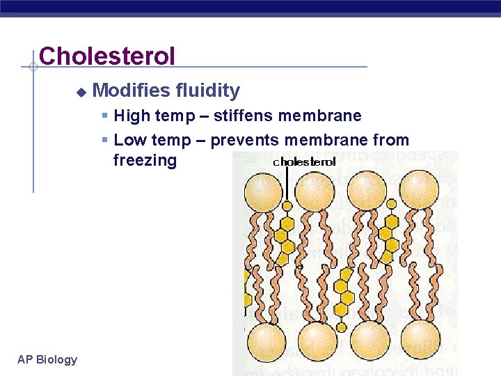 Cholesterol u Modifies fluidity § High temp – stiffens membrane § Low temp –
