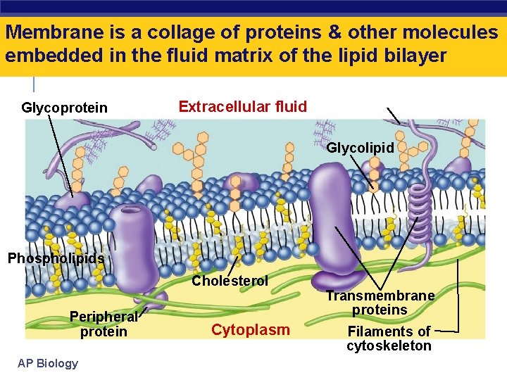 Membrane is a collage of proteins & other molecules embedded in the fluid matrix