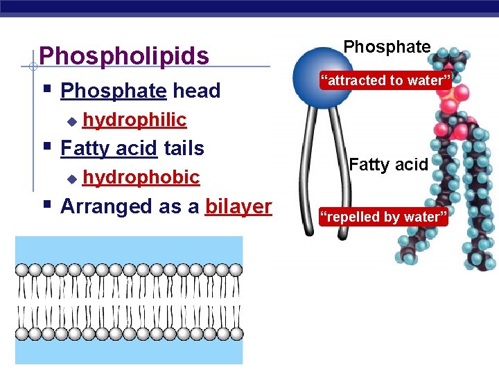 Phospholipids § Phosphate head u hydrophobic § Arranged as a bilayer AP Biology “attracted