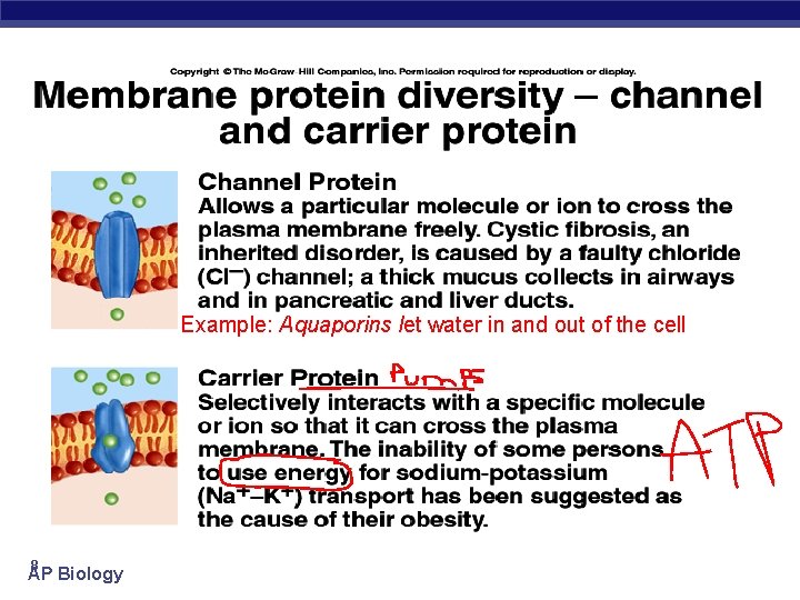 Example: Aquaporins let water in and out of the cell 8 AP Biology 