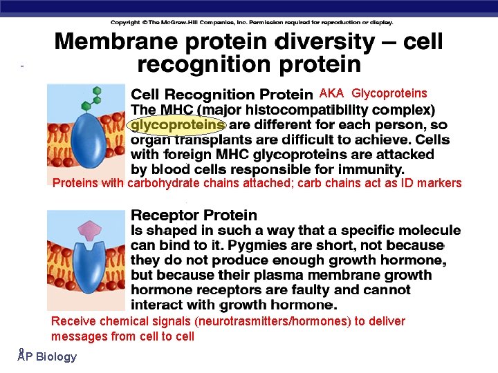 AKA Glycoproteins Proteins with carbohydrate chains attached; carb chains act as ID markers Receive
