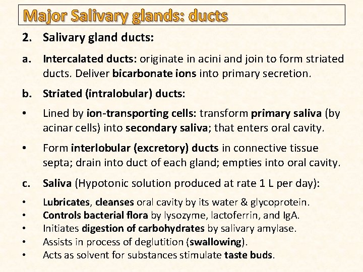 Major Salivary glands: ducts 2. Salivary gland ducts: a. Intercalated ducts: originate in acini