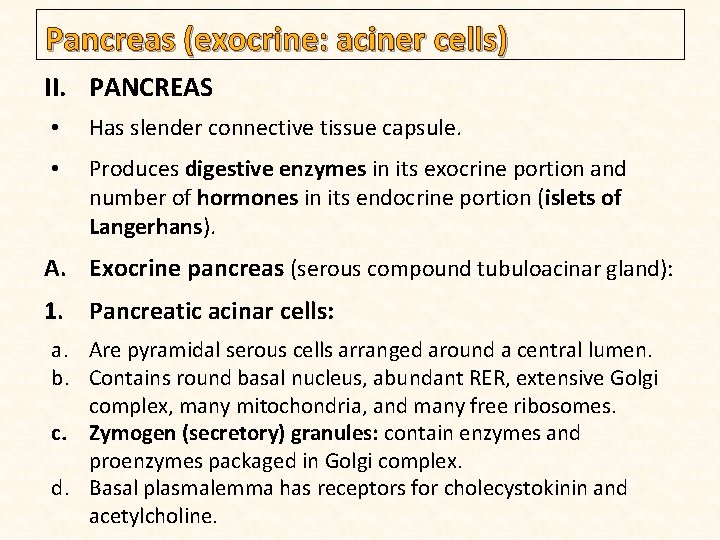 Pancreas (exocrine: aciner cells) II. PANCREAS • Has slender connective tissue capsule. • Produces