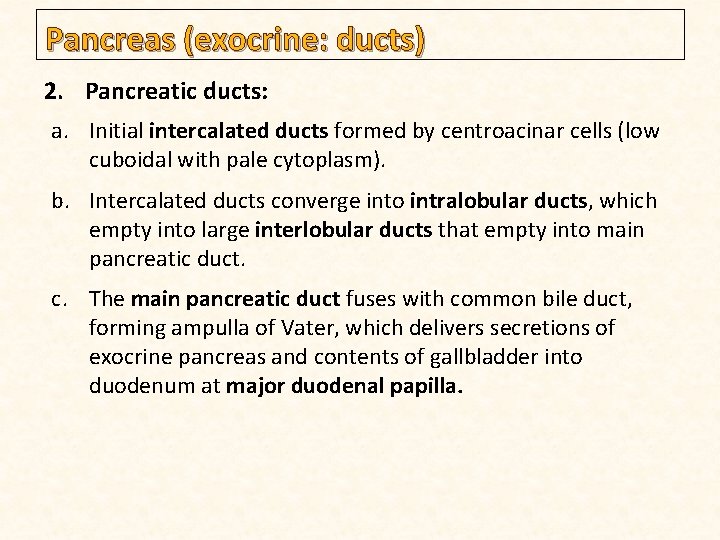 Pancreas (exocrine: ducts) 2. Pancreatic ducts: a. Initial intercalated ducts formed by centroacinar cells