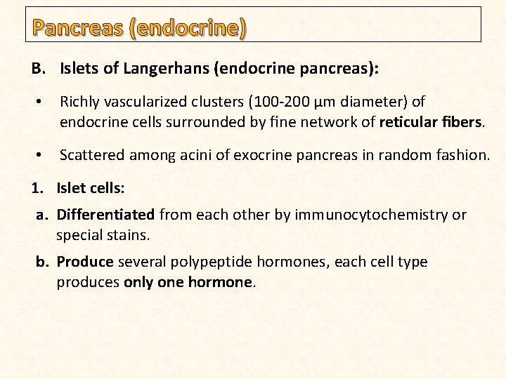 Pancreas (endocrine) B. Islets of Langerhans (endocrine pancreas): • Richly vascularized clusters (100 -200