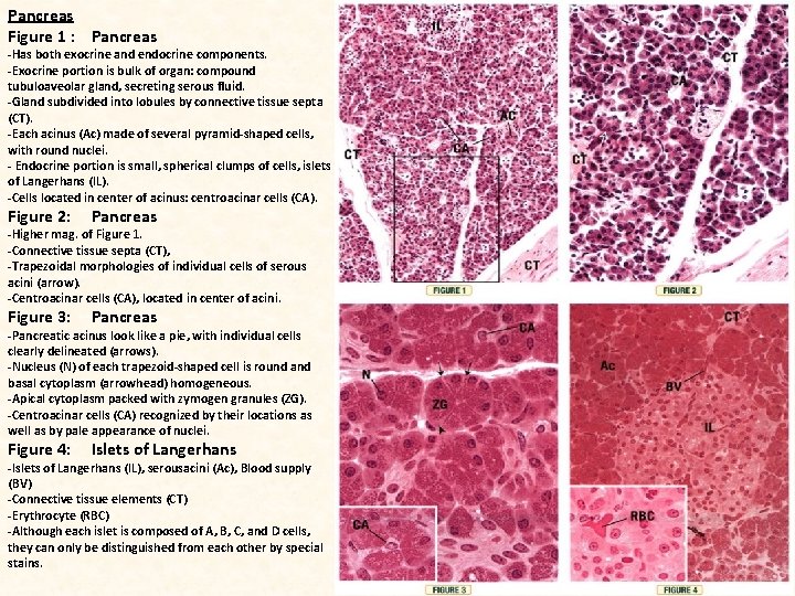 Pancreas Figure 1 : Pancreas -Has both exocrine and endocrine components. -Exocrine portion is