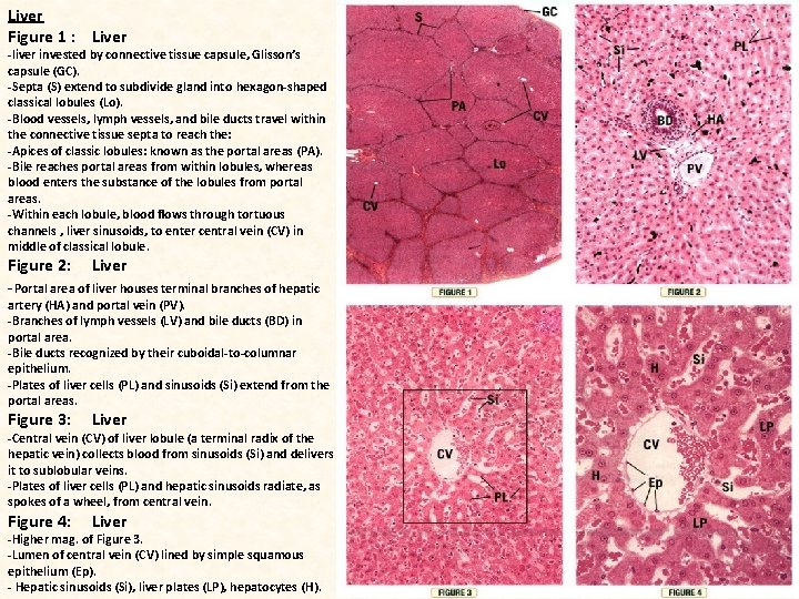 Liver Figure 1 : Liver -liver invested by connective tissue capsule, Glisson’s capsule (GC).