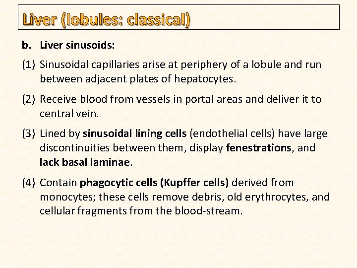 Liver (lobules: classical) b. Liver sinusoids: (1) Sinusoidal capillaries arise at periphery of a