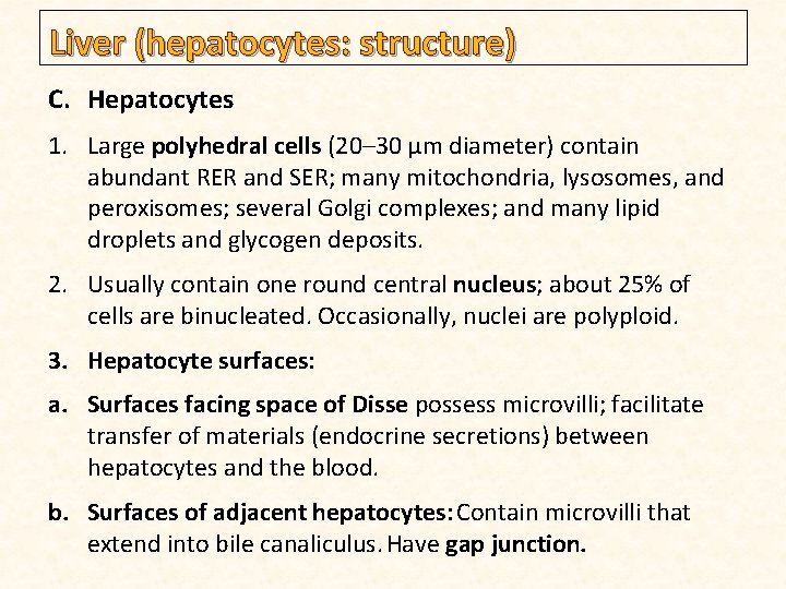 Liver (hepatocytes: structure) C. Hepatocytes 1. Large polyhedral cells (20– 30 µm diameter) contain