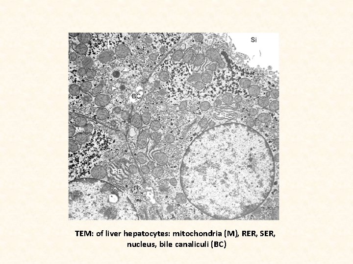 TEM: of liver hepatocytes: mitochondria (M), RER, SER, nucleus, bile canaliculi (BC) 