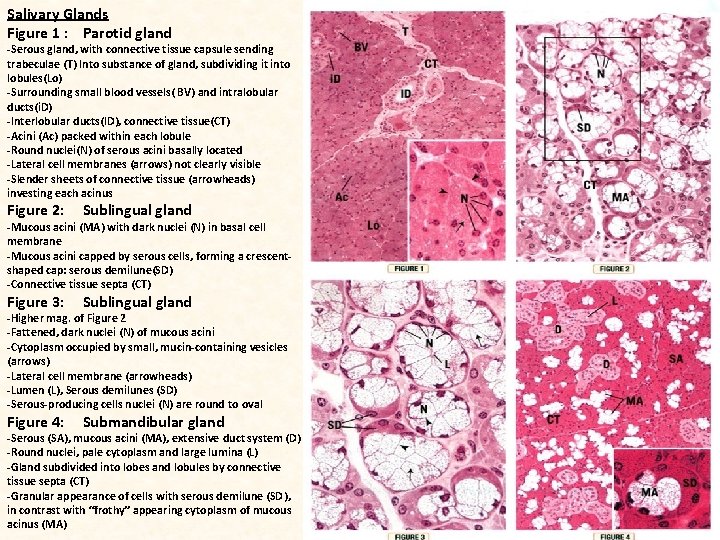 Salivary Glands Figure 1 : Parotid gland -Serous gland, with connective tissue capsule sending