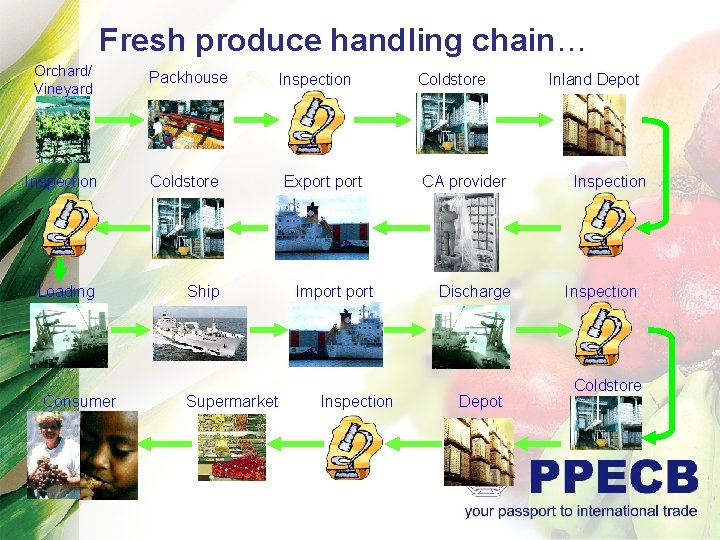 Fresh produce handling chain… Orchard/ Vineyard Packhouse Inspection Coldstore Loading Ship Consumer Supermarket Inspection
