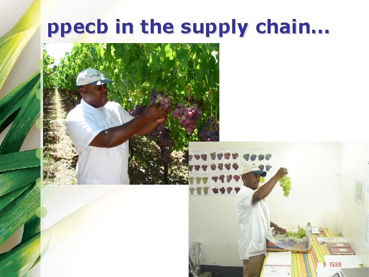 ppecb in the supply chain… 