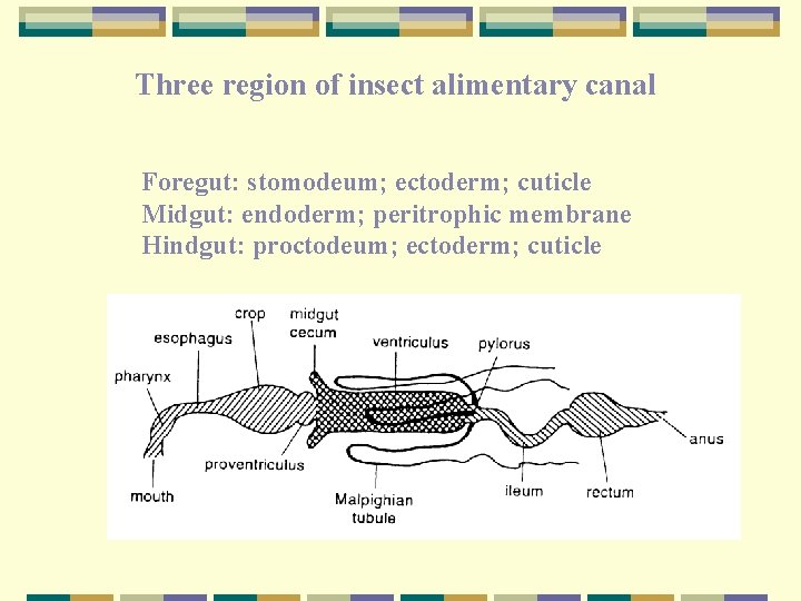 Three region of insect alimentary canal Foregut: stomodeum; ectoderm; cuticle Midgut: endoderm; peritrophic membrane