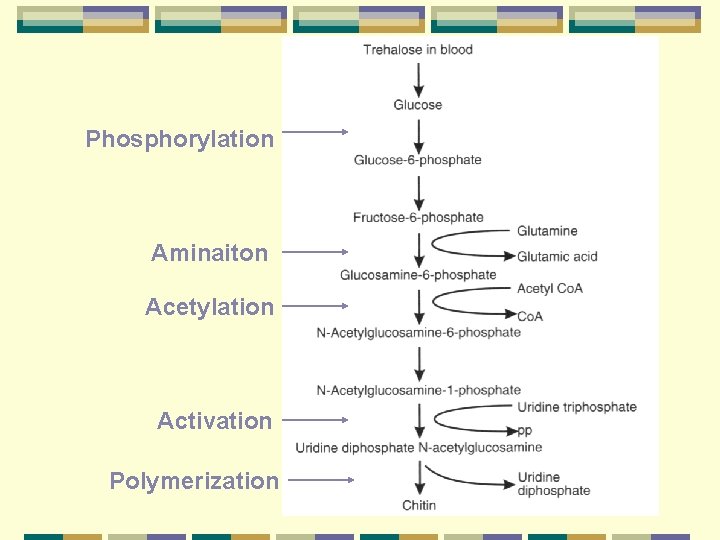 Phosphorylation Aminaiton Acetylation Activation Polymerization 