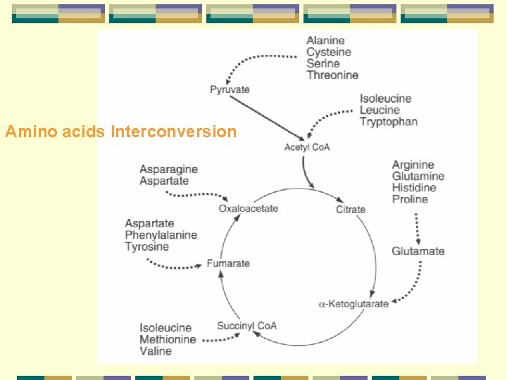 Amino acids Interconversion 