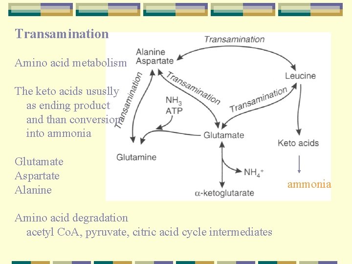 Transamination Amino acid metabolism The keto acids ususlly as ending product and than conversion