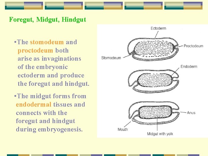 Foregut, Midgut, Hindgut • The stomodeum and proctodeum both arise as invaginations of the