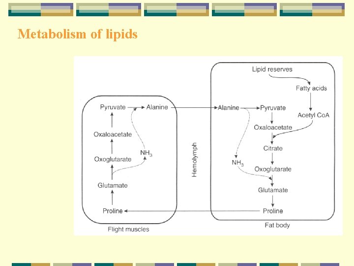 Metabolism of lipids 