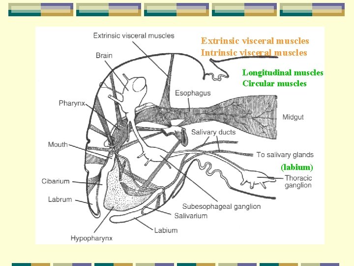 Extrinsic visceral muscles Intrinsic visceral muscles Longitudinal muscles Circular muscles (labium) 