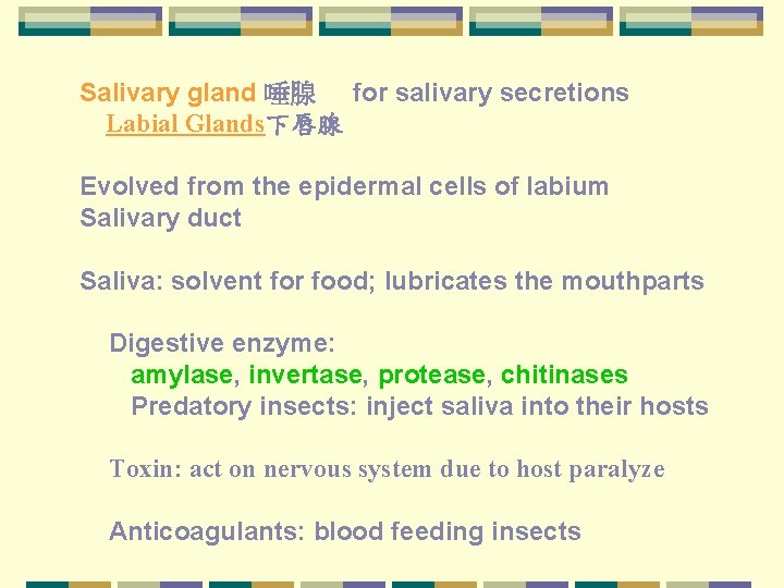 Salivary gland 唾腺 for salivary secretions Labial Glands下唇腺 Evolved from the epidermal cells of