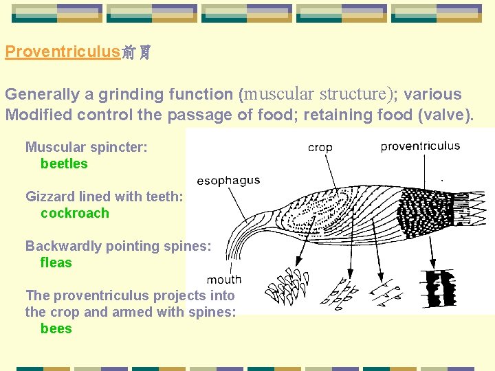 Proventriculus前胃 Generally a grinding function (muscular structure); various Modified control the passage of food;