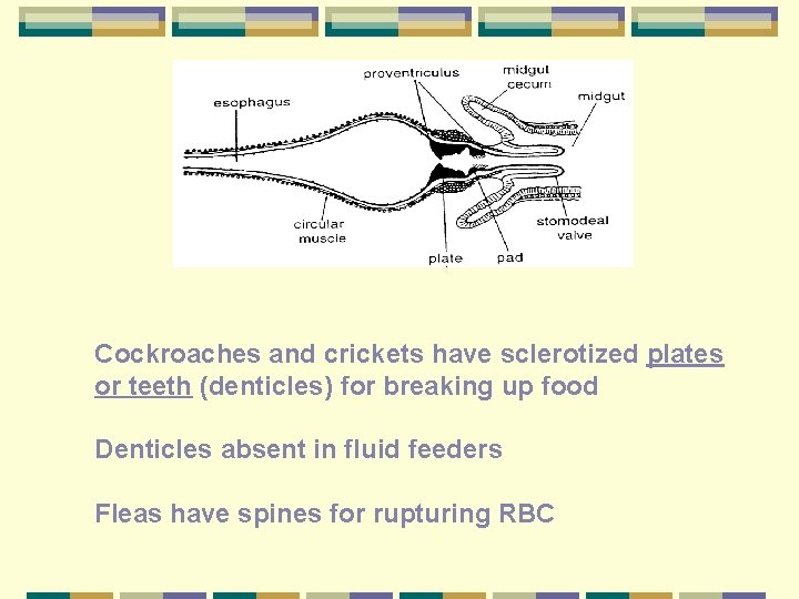 Cockroaches and crickets have sclerotized plates or teeth (denticles) for breaking up food Denticles