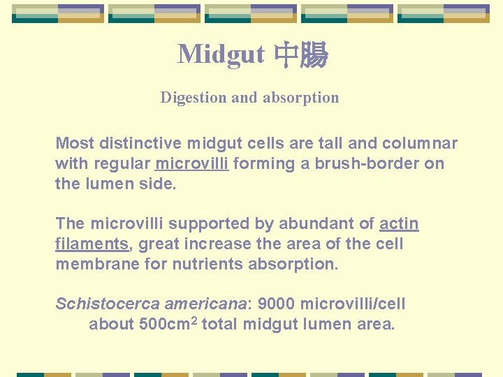 Midgut 中腸 Digestion and absorption Most distinctive midgut cells are tall and columnar with