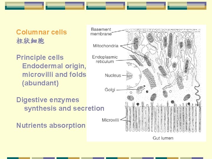  Columnar cells 柱狀細胞 Principle cells Endodermal origin, microvilli and folds (abundant) Digestive enzymes