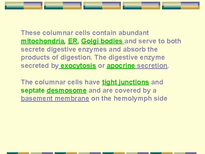 These columnar cells contain abundant mitochondria, ER, Golgi bodies and serve to both secrete