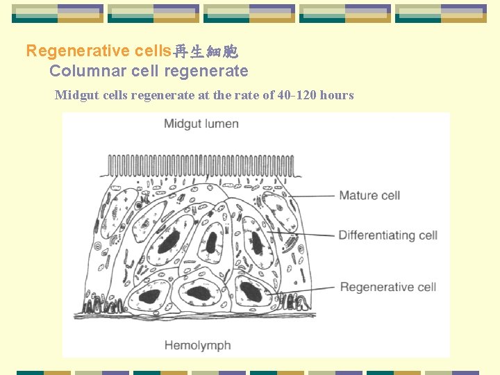 Regenerative cells再生細胞 Columnar cell regenerate Midgut cells regenerate at the rate of 40 120