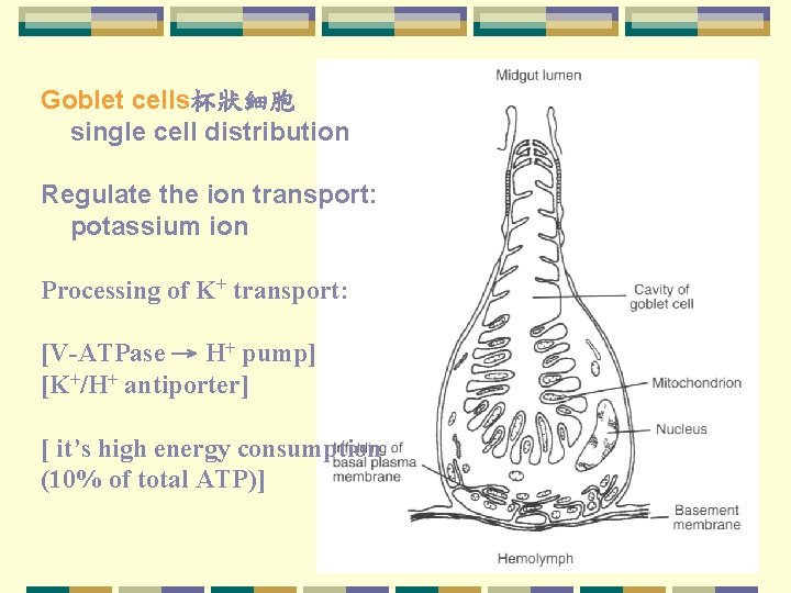 Goblet cells杯狀細胞 single cell distribution Regulate the ion transport: potassium ion Processing of K+
