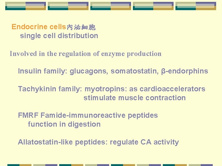  Endocrine cells內泌細胞 single cell distribution Involved in the regulation of enzyme production Insulin