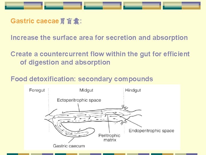 Gastric caecae胃盲囊: Increase the surface area for secretion and absorption Create a countercurrent flow