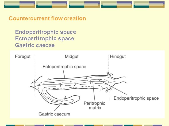 Countercurrent flow creation Endoperitrophic space Ectoperitrophic space Gastric caecae 