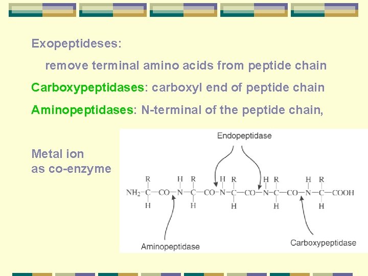 Exopeptideses: remove terminal amino acids from peptide chain Carboxypeptidases: carboxyl end of peptide chain