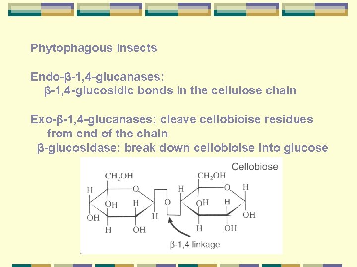 Phytophagous insects Endo-β-1, 4 -glucanases: β-1, 4 -glucosidic bonds in the cellulose chain Exo-β-1,