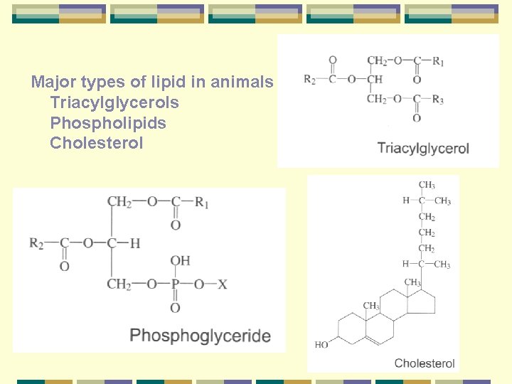 Major types of lipid in animals Triacylglycerols Phospholipids Cholesterol 