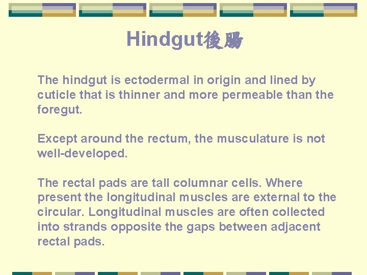Hindgut後腸 The hindgut is ectodermal in origin and lined by cuticle that is thinner