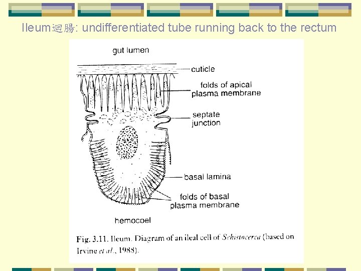 Ileum迴腸: undifferentiated tube running back to the rectum 