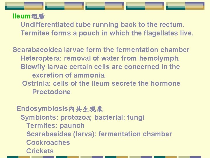 Ileum迴腸 Undifferentiated tube running back to the rectum. Termites forms a pouch in which