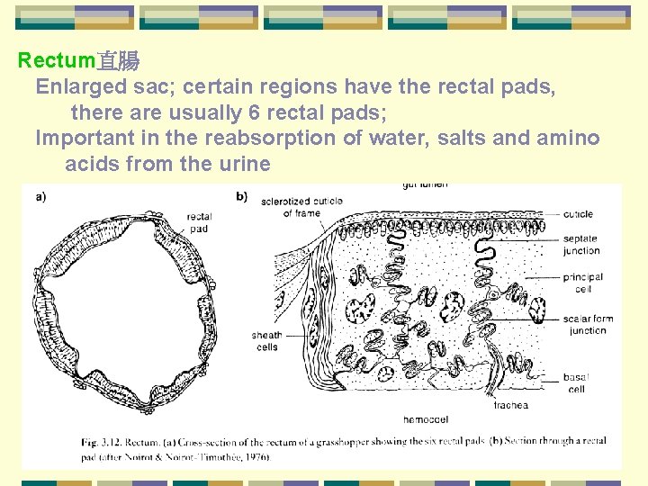 Rectum直腸 Enlarged sac; certain regions have the rectal pads, there are usually 6 rectal
