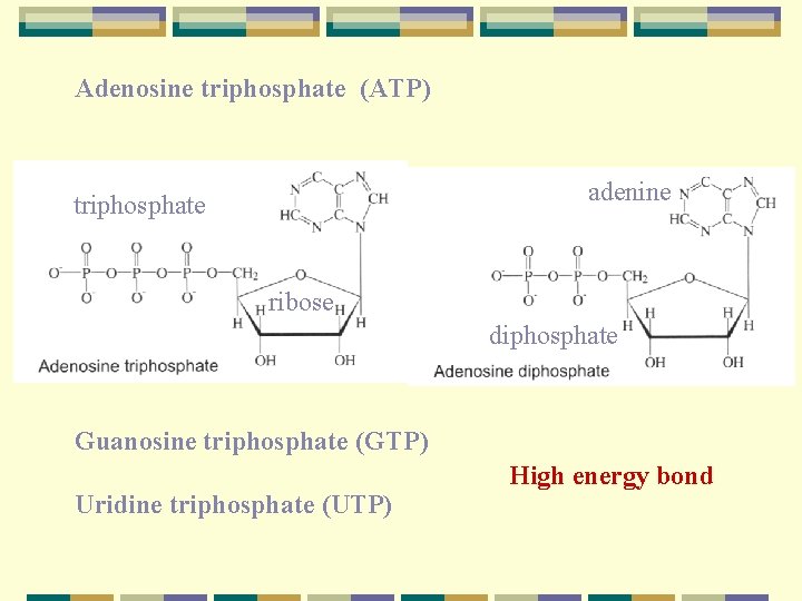 Adenosine triphosphate (ATP) adenine triphosphate ribose diphosphate Guanosine triphosphate (GTP) Uridine triphosphate (UTP) High