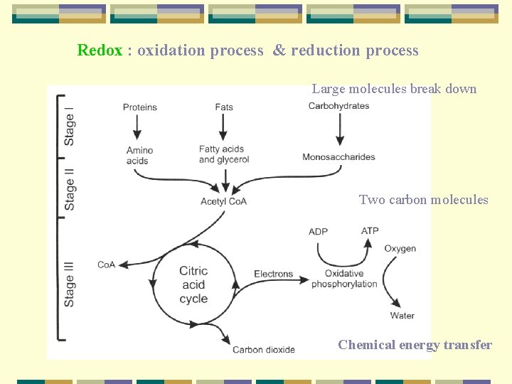 Redox : oxidation process & reduction process Large molecules break down Two carbon molecules